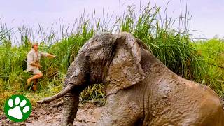 Giant Bull Elephant Rescued by Kind Heroes