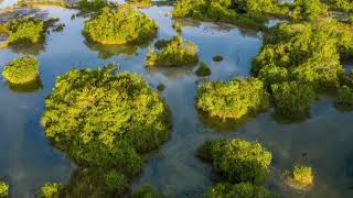 Reserva De La Biosfera Wanha Descubre Las Anp De México