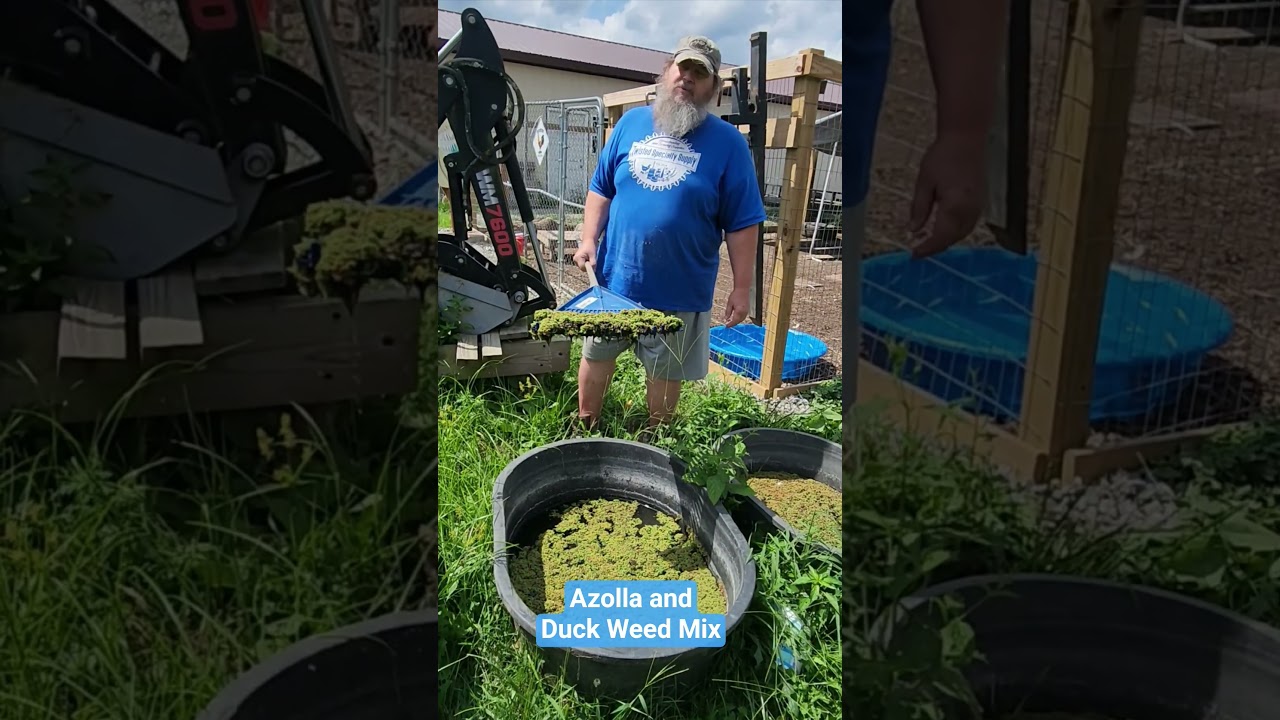 Alternative chicken feed. Azolla and Duck Weed. 