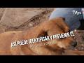 Así puede identificar y prevenir el moquillo canino - TvAgro por Juan Gonzalo Angel