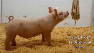 Oltman Show Pigs March 20 Live Bid Board Sale