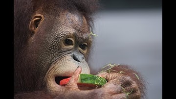Breakfast with Septi The Orangutan at Bali Zoo🦧