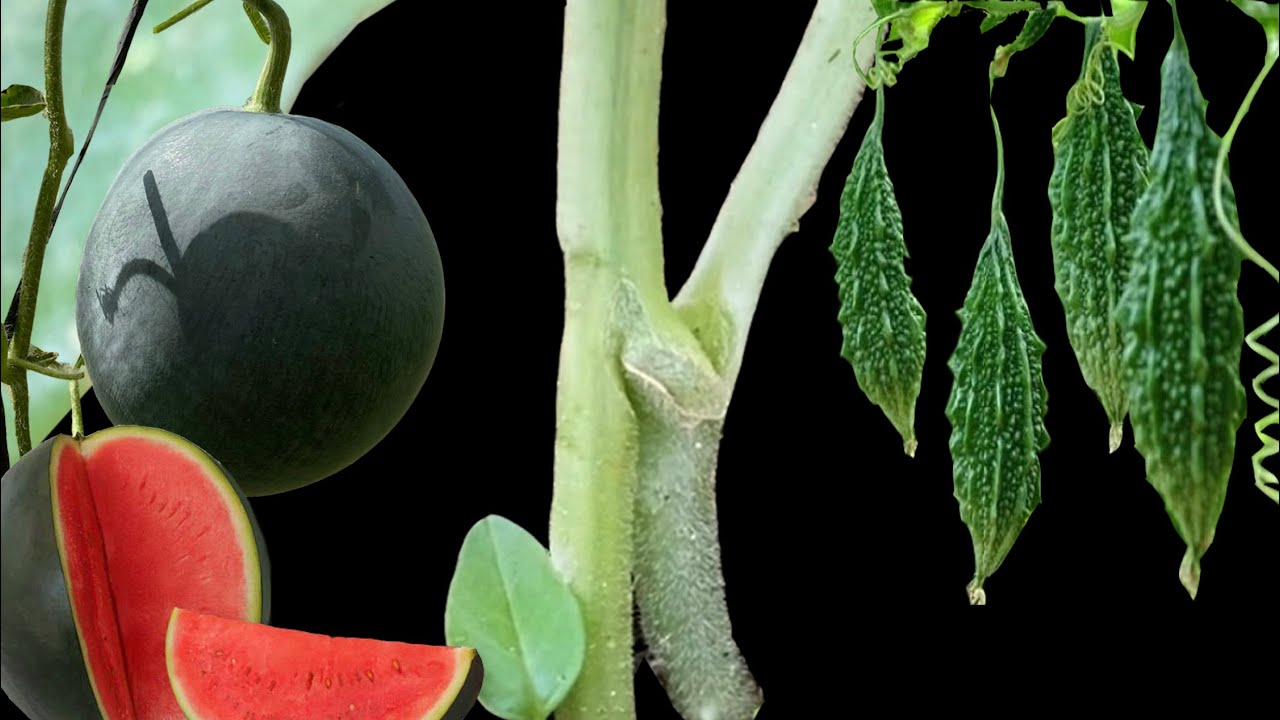 Grafting a watermelon and a bitter melon see the results