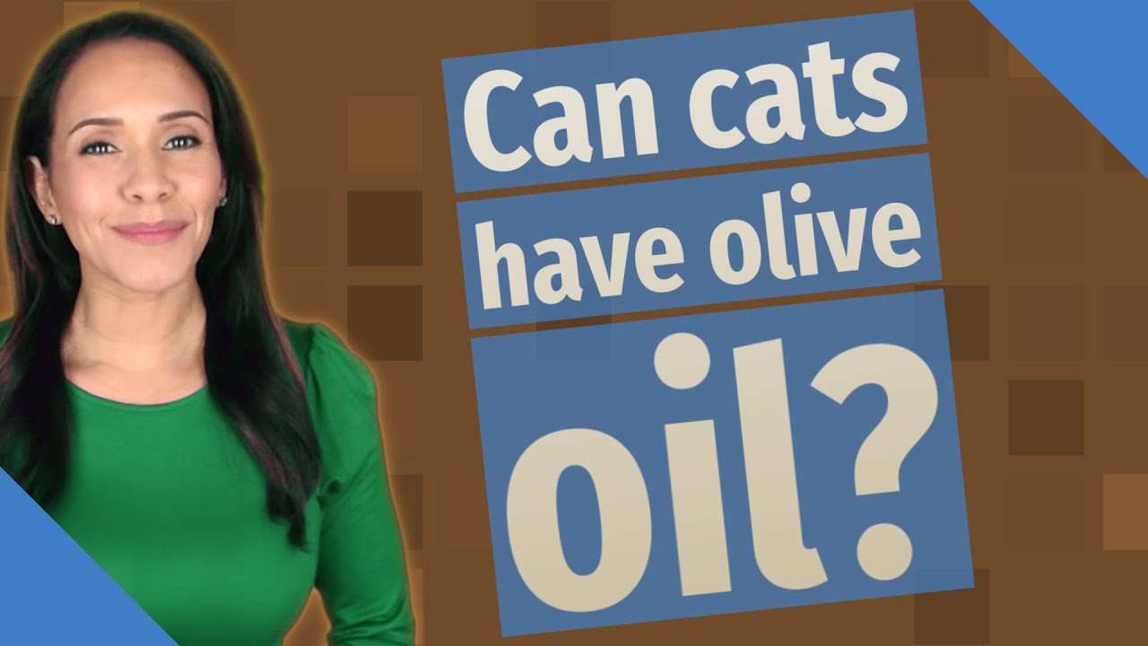 Can cats have olive oil? - YouTube