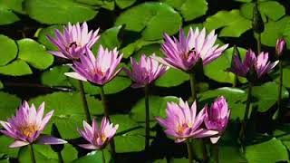 Aliko Alparslan _ Yürü Kervanlarım Yürü