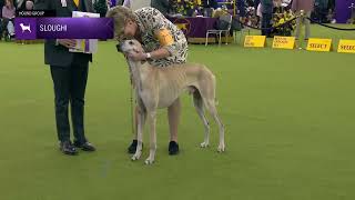 Sloughis | Breed Judging 2025