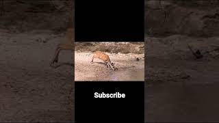 hunting ! #hunting