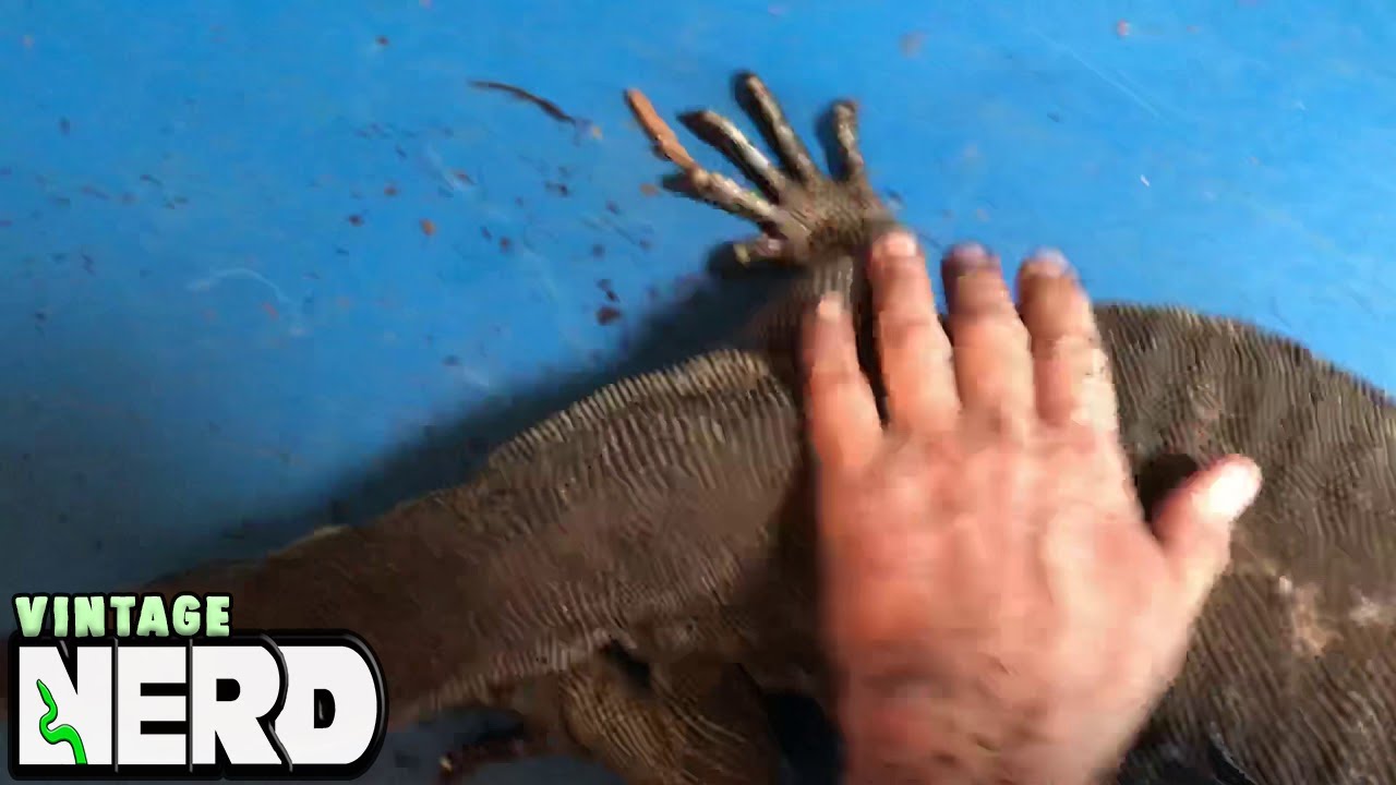 vlogs in spanish A very nice clutch of Salvator Eggs!