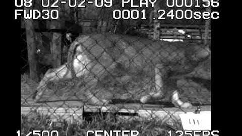 Trotting gait in a caracal.