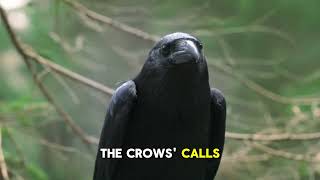 Why Crows Hold Funerals for Their Dead