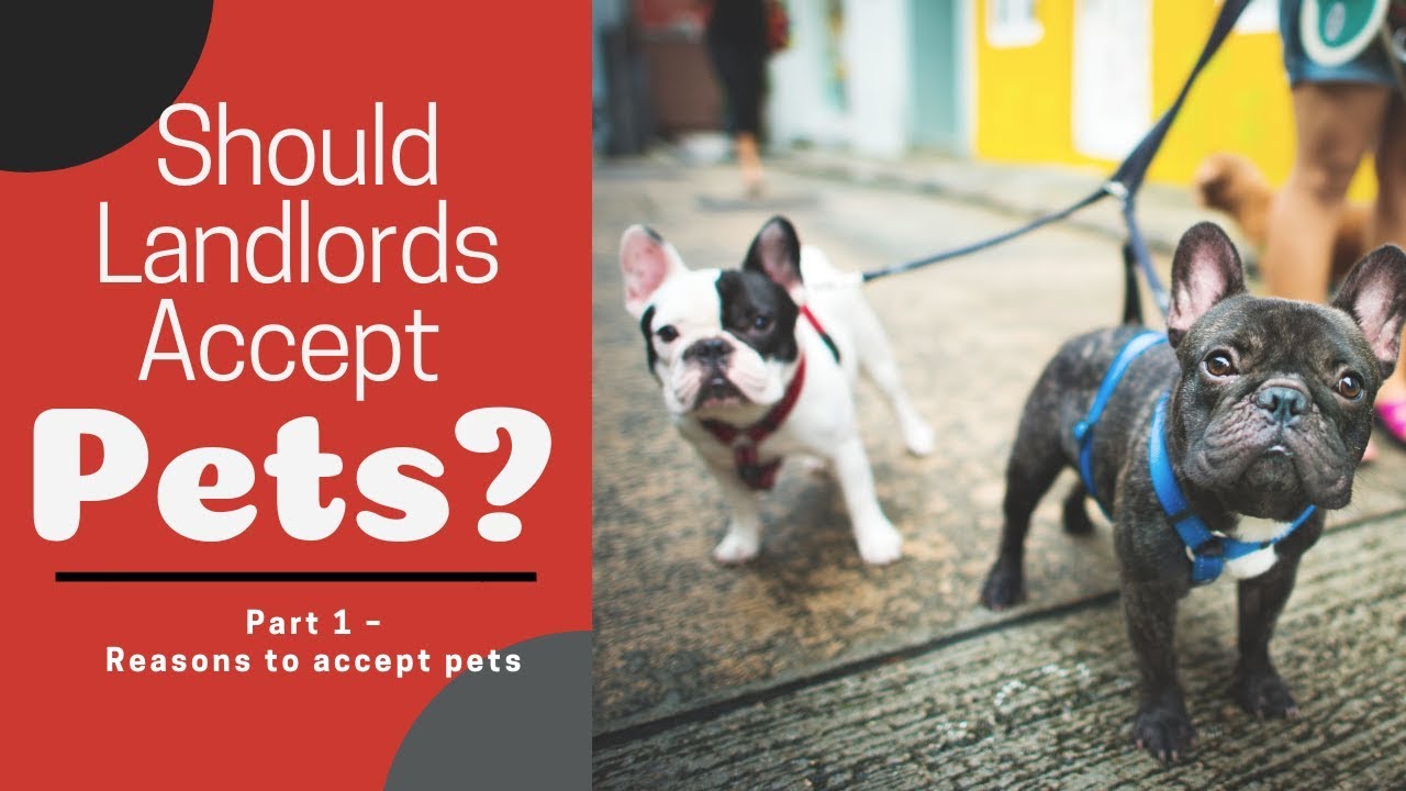 Tampa Property Management Advice Should Landlords Accept Pets? Part 1 Reasons to accept