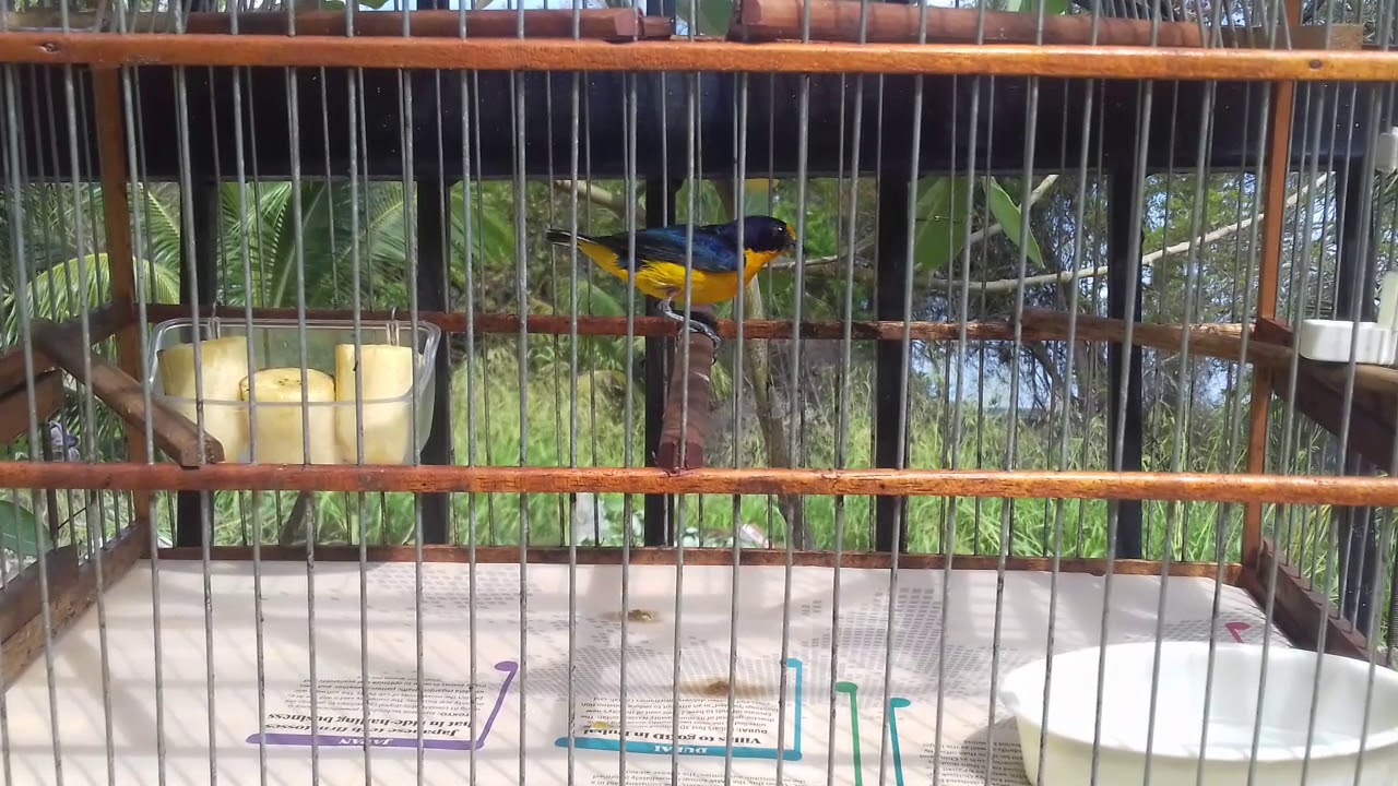 Euphonia violacea/ Semp