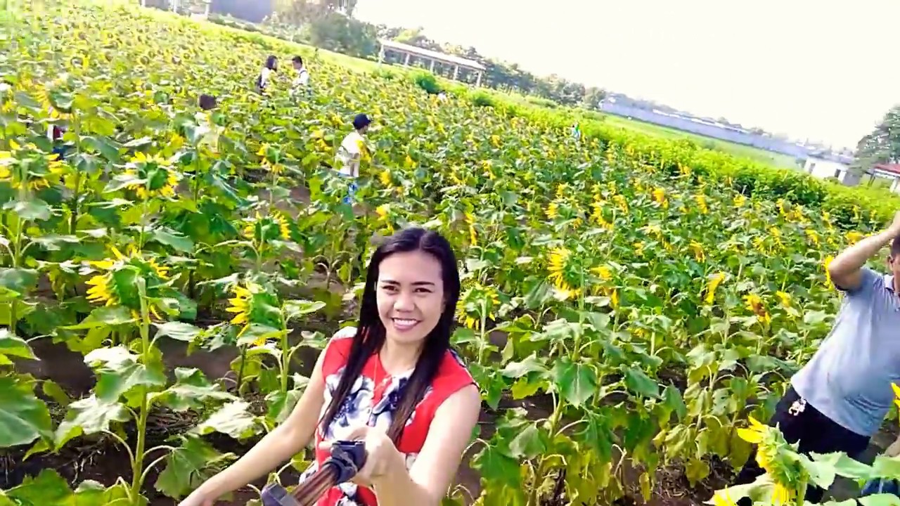 Sunflower Farm 🌻🌻🌻 YouTube
