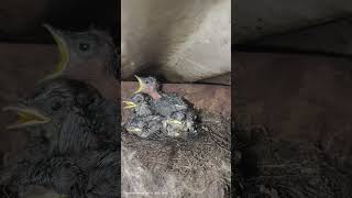 June 18, 2026 #birdchicks #birdchirping #bird #birdnest