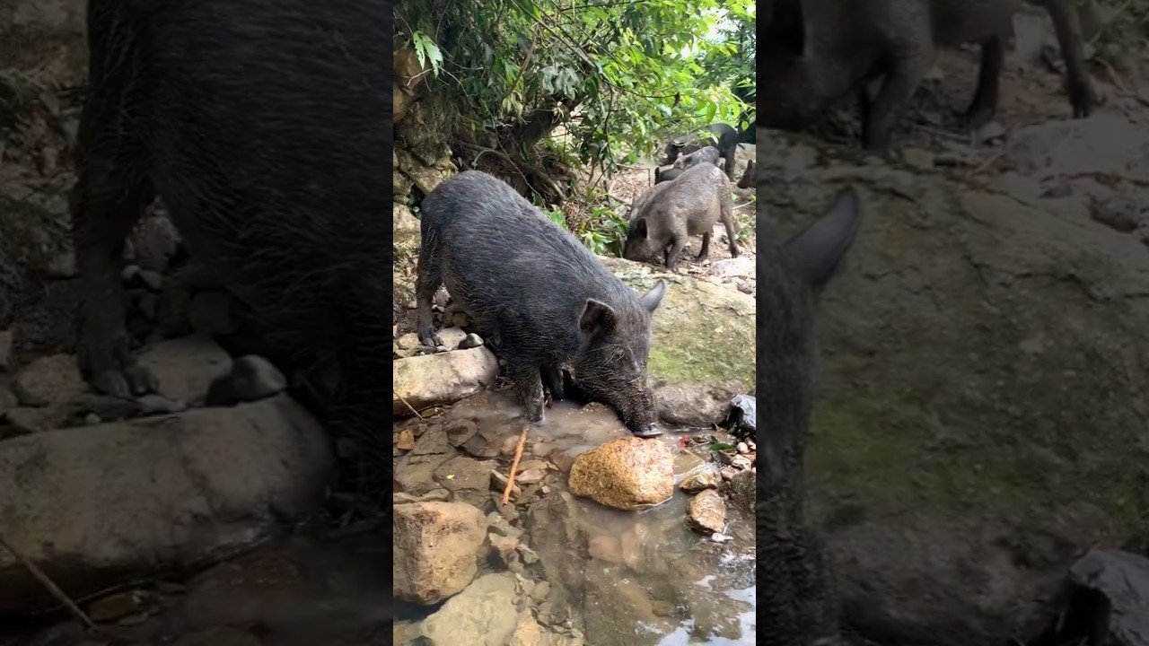Good Water Wild Boar Drinking 🍸 🐗 
