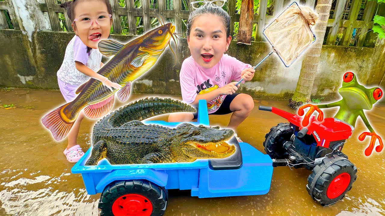 Changcady trổ tài bắt cá trên con đường bị ngập nước sau cơn mưa, bắt được cá sấu, con ếch, con tôm