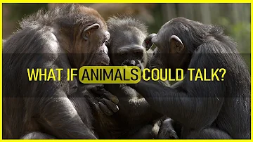 What If Animals Could Talk?