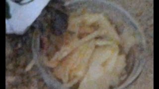 Hermit Crab Eating Apples Hermit Crabs Apples Yum