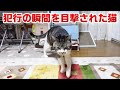 ついに目撃！泥棒猫の犯行の瞬間をとらえたｗ　見てない時にまさかこんなことをしてたとはｗ　バレた時のごまかし鳴きがかわいいリキちゃん【リキちゃんねる・猫動画】Cat video　キジ白猫のいる暮らし