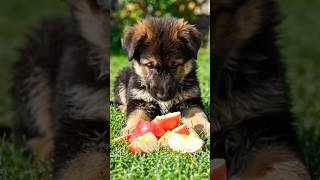 Healthy food for Dogs