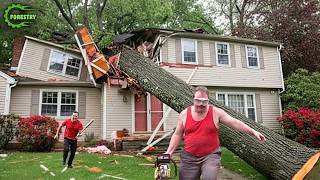 Idiots With Chainsaws: Tree Cutting Fails | Extreme Dangerous Logging Truck Fails #62