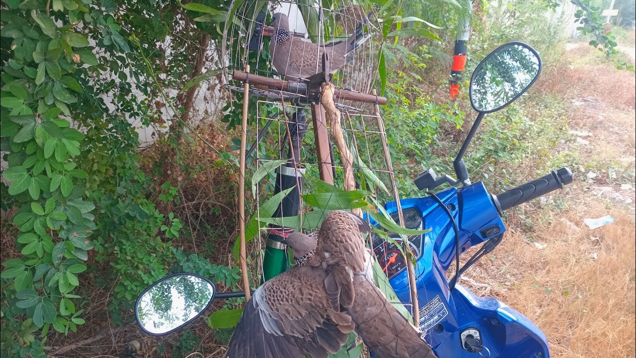 ต่อนกเขาใหญ่ ออกตามตัวหมายหลิ่วตันเสียงเล็ก #เจ้าประกายเพชร