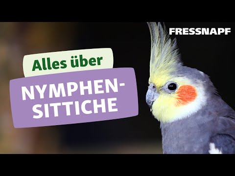 Video: 5 Dinge, die Sie über Nymphensittiche nicht wissen