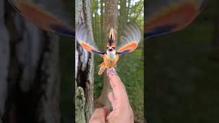 Fluffy Bird Family 😘 | Cute Fantasy Birds AI Video