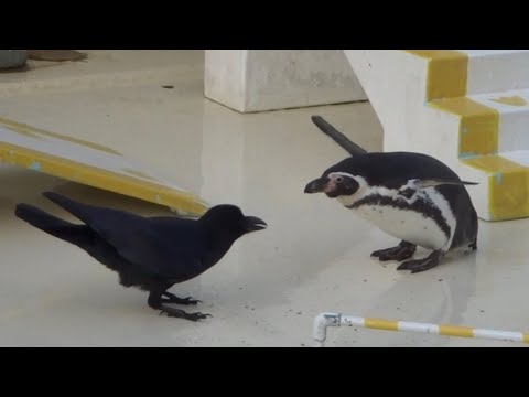 ペンギンに絡むカラス  