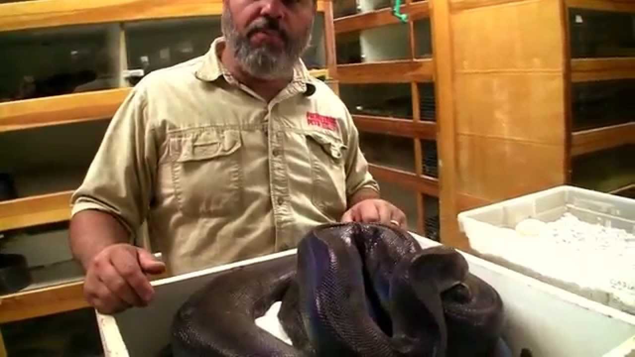 Panda Pied Retic Project