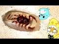 【サメニンと昆虫アニメ】オオムラサキセンターに行ったサメニンジャー！その２