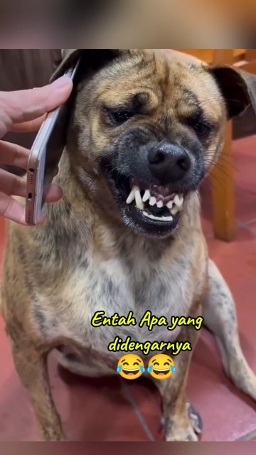 I don't know what the dog heard and it became emotional #funny #animals #funnydogs