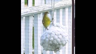 Gathering Nesting Materials 