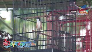 Cendet Semeru milik Mr Jombang Jogja