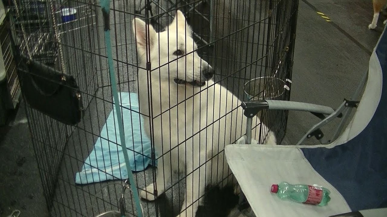 euro dog show 2019