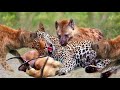 Leopard Died Tragically While Fighting For Prey With Hyenas - Hyenas Vs Leopard