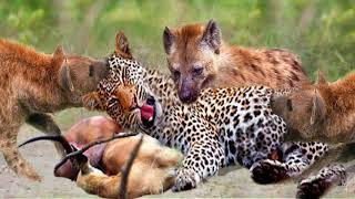 Leopard Died Tragically While Fighting For Prey With Hyenas - Hyenas Vs Leopard