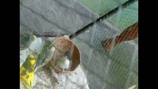 Parrots Are Playing In The Cage Beautiful Zoo-Tube-Vlogs