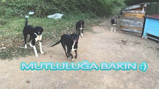 Bizi Görünce Çok Mutlu Oldular | Yeni Atılan Köpekleri Alıştırıyoruz |