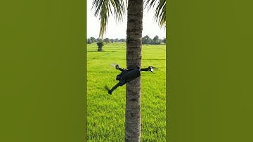Drone crashes into coconut tree​  #drone #aivideo #fpv #dji #shorts
