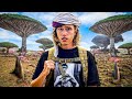 Fui A La Isla De Socotra Para Ver EL Jardin Del Ed&eacute;n
