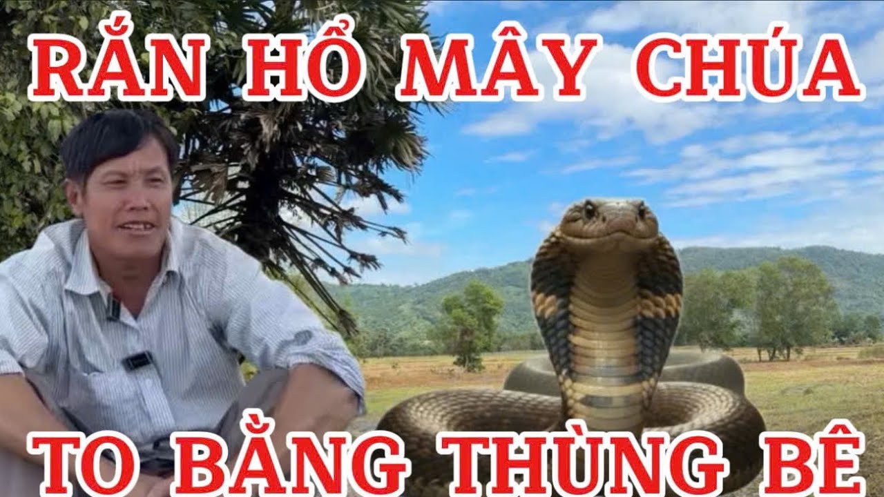 Chấn động anh ba sống ở vùng thất sơn bảy núi chạm trán rắn hổ mây khủng to bằng cái thùng bê 