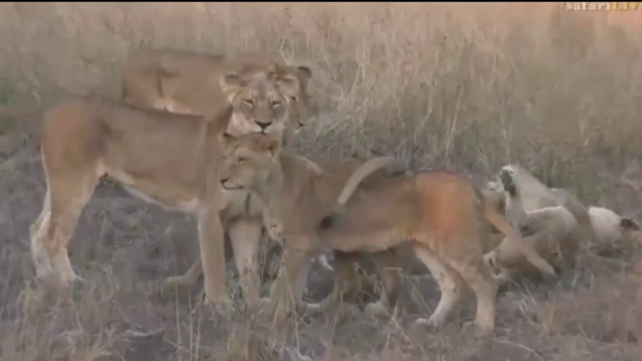 sindile faku July 09, 2017- Sunset - Nkuhumas are listening and watching for something- THEN all 6 cubs!