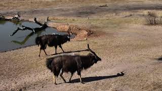 Djuma: Nyala bull dance off- 14:34 - 09/14/18 Djuma: Nyala bull dance off- 14:34 - 09/14/18