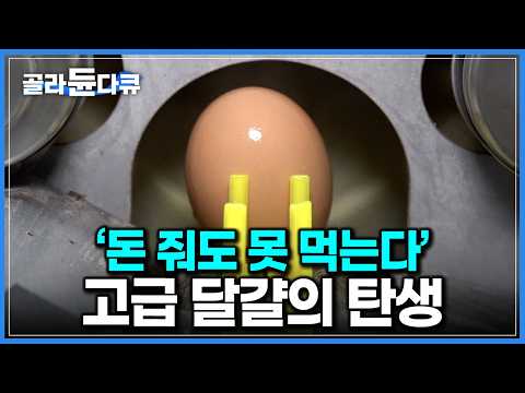 &amp;#39;24시 항시 대기&amp;#39; 농장에서 먹고 자며 정성으로 키운 결과｜돈 주고도 못 사먹는 고급 달걀의 탄생｜자연 농법 <strong>유정란</strong> 생산하는 양계장의 하루｜극한직업｜#골라듄다큐