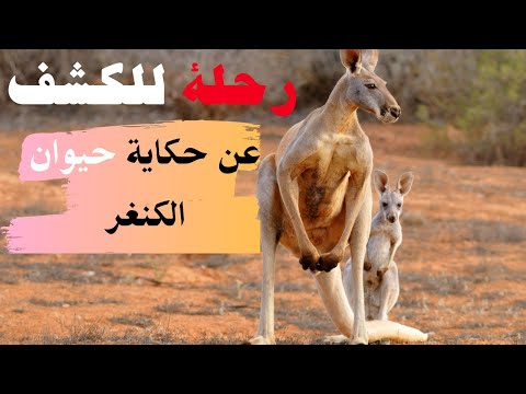 حيوان الكنغر مفاصل قفزة وقوة قياسية في المقدمة معلومات عن الكنغر ملاكم الغابة الأسترالية