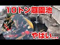【衝撃】 “10トンの庭池 ” が衝撃すぎた…！遼河鯉庵さんの極上鯉もいた！#錦鯉 #nishikigoi #鯉 #庭園池 #池づくり #10トン池#錦鯉愛好家 #鯉好き #koi #庭池 #巨大池 