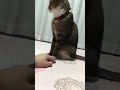 猫の首輪に付いてる鈴を鳴らすと...