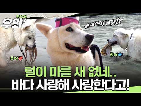 [⭐‍️#우와픽] 물과 사랑에 빠진 강아지들! 물이 없으면 살아갈 수 없다멍🌊 #TV동물농장 #우와한비디오 #우와비