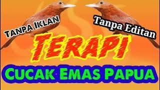 #noiklan TERAPI Pitohui/Cucak Emas Papua Original tanpa editan